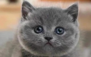 猫咪自发性膀胱炎,常表现为排尿次数增加、情绪躁动不安等
