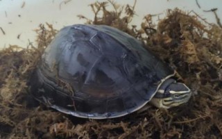安布龟好不好养，好养但需在温室中饲养