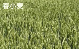 冬小麦主要分布在哪里,适合在暖和的地方种植
