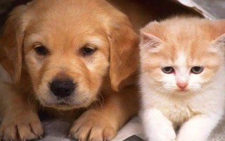 犬猫自身免疫性溶血性贫血临床症状，常表现为精神沉郁且不愿活动