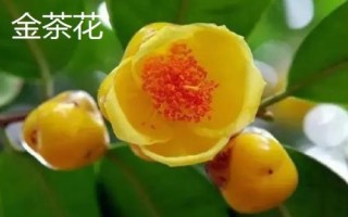 十大名贵山茶花品种介绍，各具特色