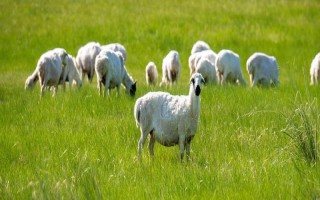 羊摄食打了除草剂的草有没有问题，情况严重时会导致死亡