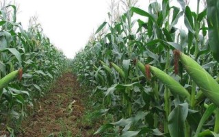 大天401玉米种子简介，平均生育期116天