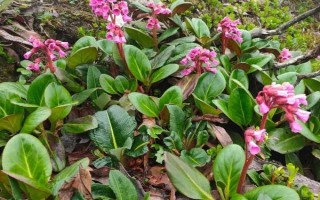 岩白菜如何种植，春夏秋三个季节均可播种