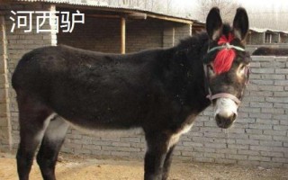 中国有代表性的四大优良驴种，分别为佳米驴、泌阳驴、河西驴、云南驴