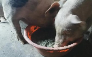 猪用林可霉素加头孢能治疗哪种病,猪咳嗽时不清楚发病原因便可使用