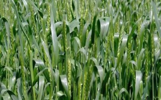 川麦91小麦种子特点，全生育期181天左右