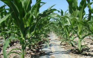 DK1589玉米品种简介,密度5000株/亩左右
