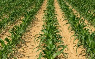 西南地区适合种植的玉米品种，常见的有鄂玉10号、强硕168等