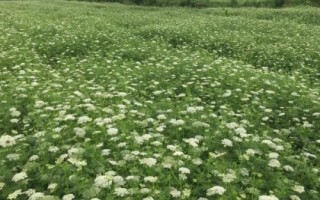 蛇床子种植方法，对土壤要求不严