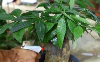 一米高的发财树一次浇多少水，要根据土壤干湿度决定