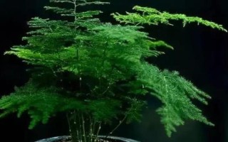 文竹长长藤的寓意，寓意着永恒