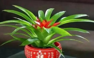 水塔花有什么寓意,象征鸿运当头、福星高照、完美无缺