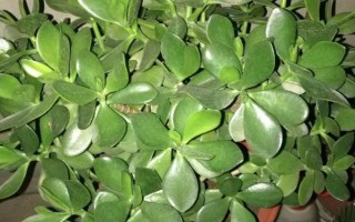 燕子掌病虫害防治方法，主要病害有炭宜病和叶斑病