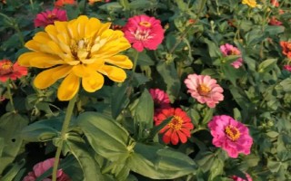 扶郎花怎么种植,播种后要养在通风阴凉处