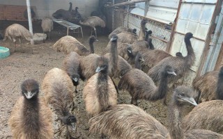 鸸鹋和鸵鸟的区别，体型和经济价值均不同