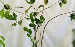 高山榕的养殖方法，老桩在9-10月份种植为佳