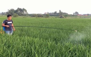 使用二氯喹啉酸要注意什么，与杀草丹等药物混用可扩大除草谱