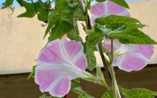 牵牛花的花色,有白、红、粉红、蓝、紫等花色