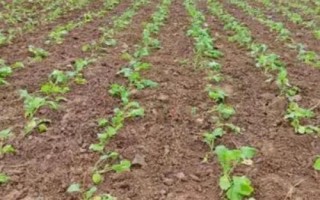 油菜高产栽培技术，苗龄达30-35天需及时移栽