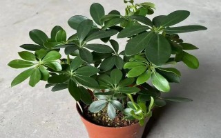 鹅掌木怎么养，每隔5-10天给植株浇水一次