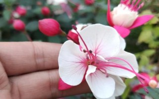 怎么养倒挂金钟,在生长期7-10天左右施肥一次