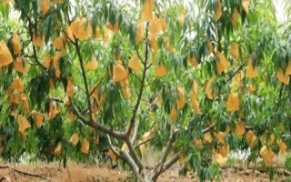 黄桃春季的管理方法，花果期要进行疏花的工作