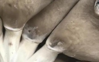 长毛的凤尾菇能不能吃,继续食用可能会中毒