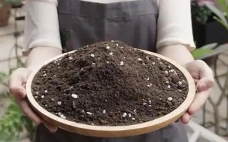 种植多肉植物的方法，种植前要修剪过长过密的根系