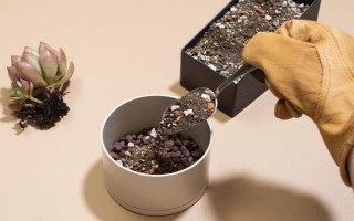 立秋能否对多肉换盆,可以更换但要避免根系和叶片受损