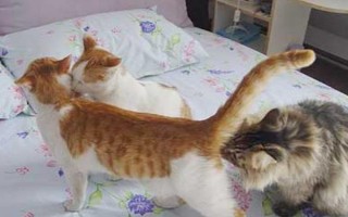 春季养猫的注意事项，一定要定期驱虫