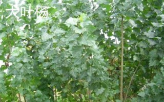 杨树简介，是著名的经济树种