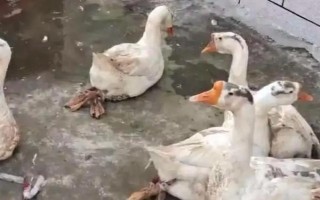 杀鹅如何脱毛，烫毛时逆着毛渣轻轻的将热水浸透鹅毛