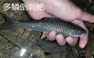 军鱼好不好吃，肉质细嫩鲜美深受消费者欢迎