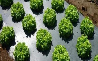 地膜种菜应如何浇水，一是滴灌，二是直接灌溉