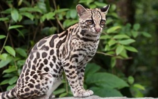 猫科动物有哪些种类,可分为猎豹亚科、豹亚科、猫亚科