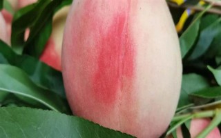 甘肃省秦安县的特产，秦安蜜桃的知名度最高