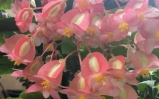 秋海棠几月份开花,花期一般在7月份