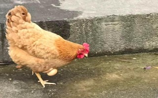 鸡下蛋后为什么要叫，是为了表达兴奋、高兴的情绪