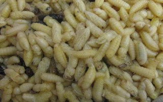 吃蜂蛹要注意什么，需确保新鲜、待彻底烹熟后再食用