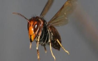 黄腰虎头蜂适合养殖吗，因腹部第1-2节背板呈黄橙色而得名