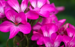 天竺葵和海棠花有什么区别，花期、叶片、株高等方面均不同