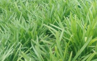 韭菜籽的播种方法，可条播也可穴播