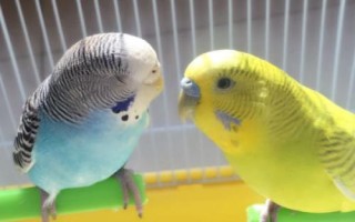 怎么养虎皮鹦鹉，冬天要做好御寒保暖