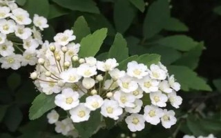 绣线菊的品种介绍，常见的有金山绣线菊、日本绣线菊等