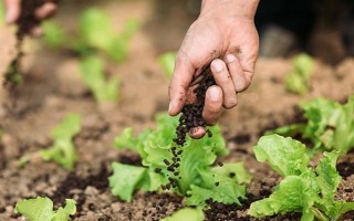 冬季蔬菜缺钙如何防治，不宜一次用肥过多
