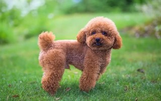 养泰迪狗要注意什么，2月龄每天至少喂3次