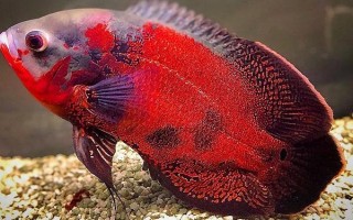 地图鱼不爱游的原因,可能是气温低或患病了