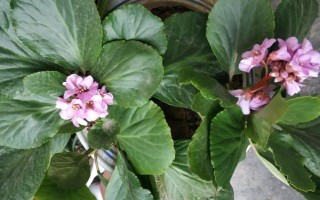 岩白菜如何种植，春夏秋三个季节均可播种