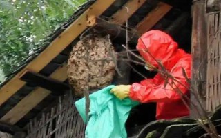 捅了马蜂窝过多长时间会飞走,小型马蜂可能经过1-2小时就会离开
